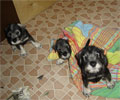 Фото щенков в 55 дней - Нас осталось только трое